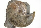 Iridescent Hoploscaphites Ammonite Fossil - South Dakota #209699-2